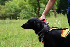 Training 24.05.2020 – Bechlingen 158